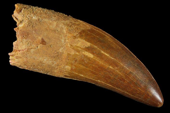 Robust, Carcharodontosaurus Tooth - Real Dinosaur Tooth #121522